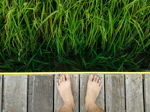 Standing on Rice Field
