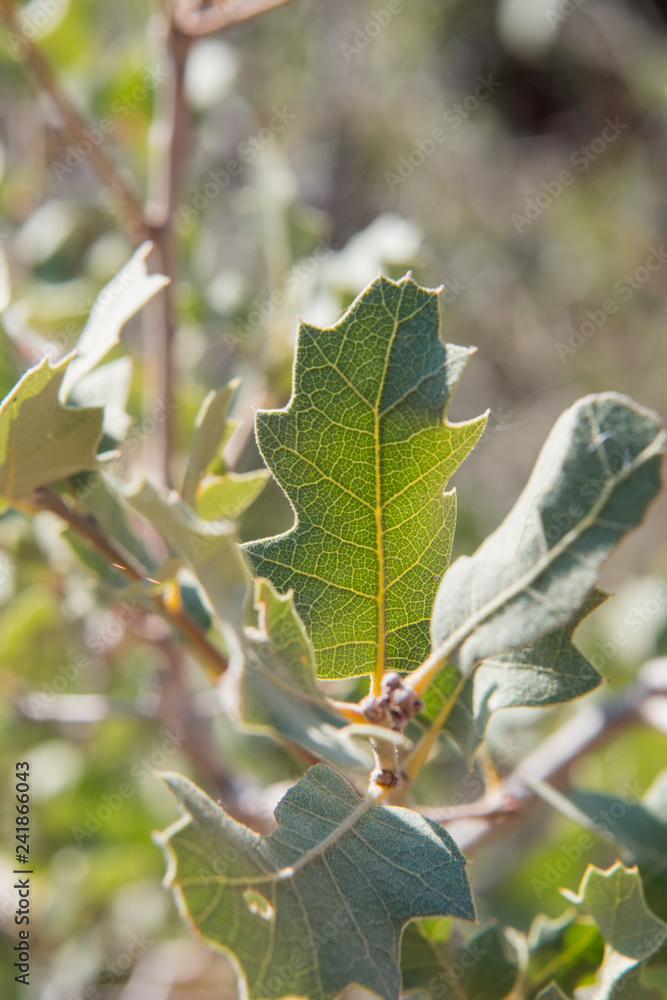 Fototapeta premium Leaf Detail on Desert Scrub Bush