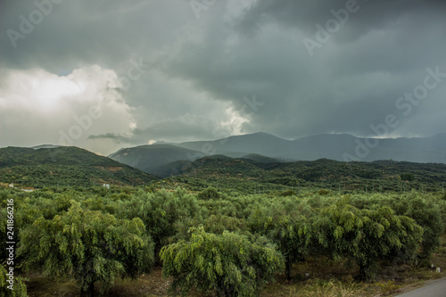 olive garden park outdoor nature environment with mountain background in tropic stormy cloudy rainy weather time