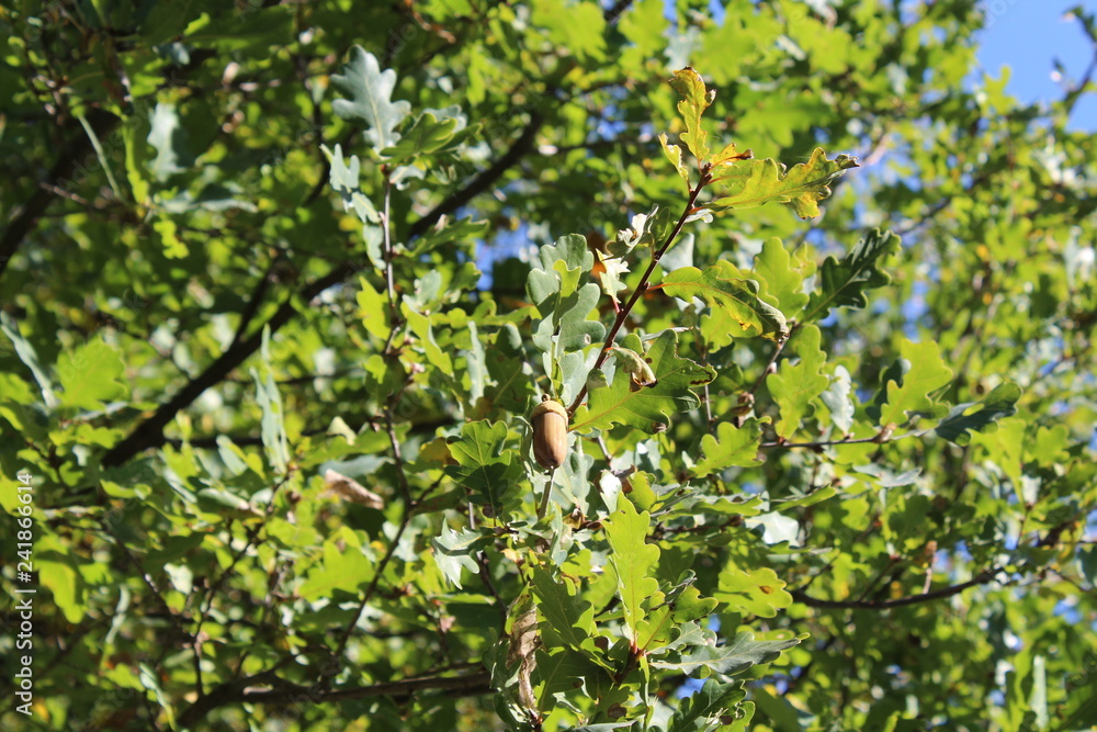 green leaves and acorn on a tree green leaves and acorn on a tree