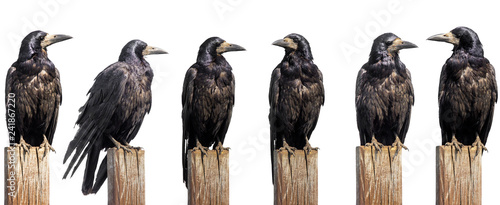 Set of six ravens sit on wooden desk isolated on white, profile face