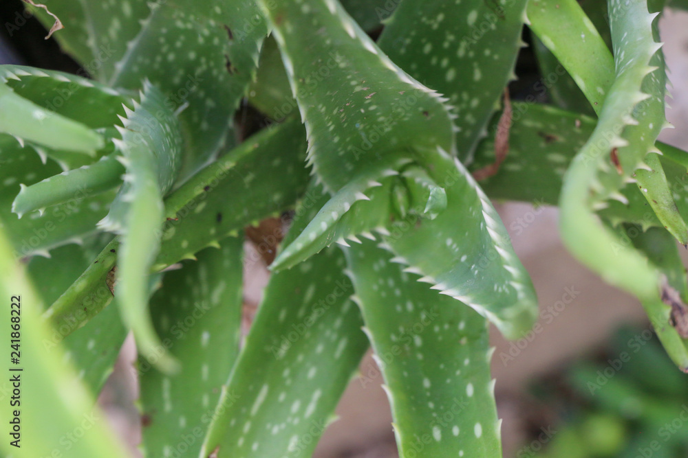 Aloe for herb Close up Aloe for herb Close up