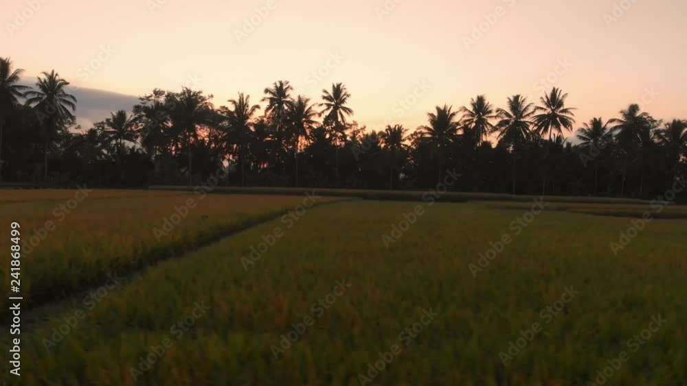 Aerial view at landscape with rice terraces at sunrise or sunset in Bali.