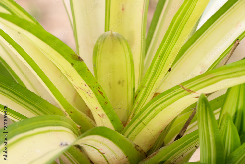 Obraz premium White-striped Pandanus Close up at garden