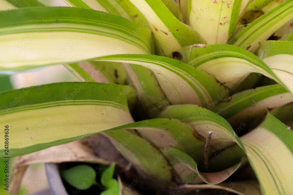Fototapeta premium White-striped Pandanus Close up at garden
