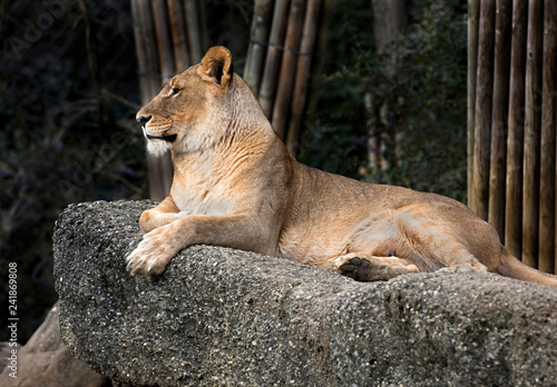 Fototapeta Naklejka Na Ścianę i Meble -  Lioness. Latin name - Panthera leo