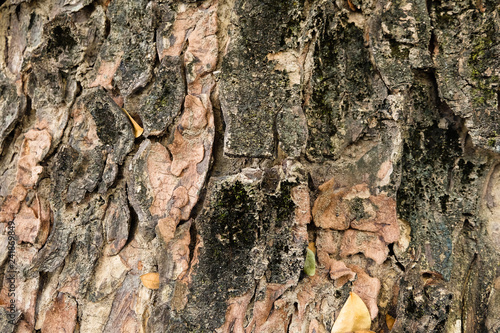 Tree bark texture background. 
