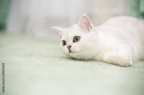 beautiful young cat breed Scottish chinchilla straight © Peredniankina