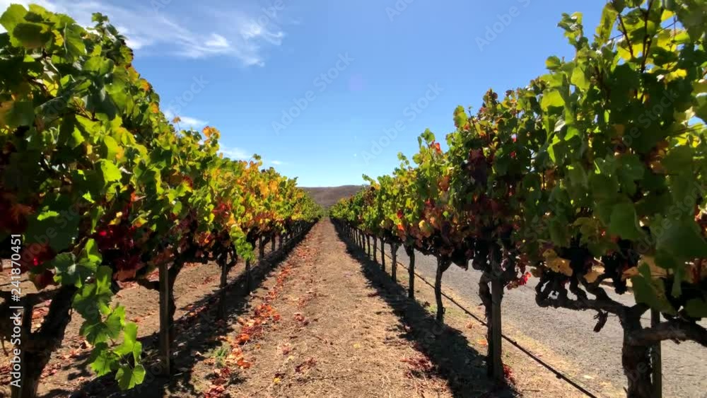 Vineyard landscape at Napa valley Vineyard landscape at Napa valley