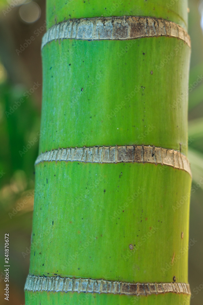 Green bamboo tree trunk close up with blurry background. Green bamboo tree trunk close up with blurry background.