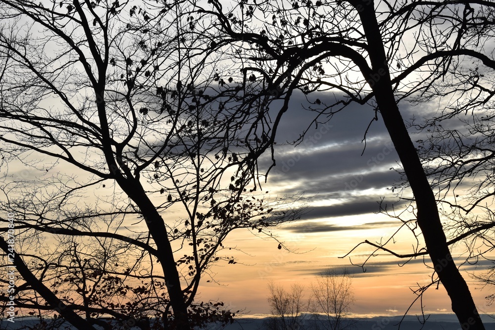 dark silhouette of bare branches of a tree and colorful sunset in the background dark silhouette of bare branches of a tree and colorful sunset in the background