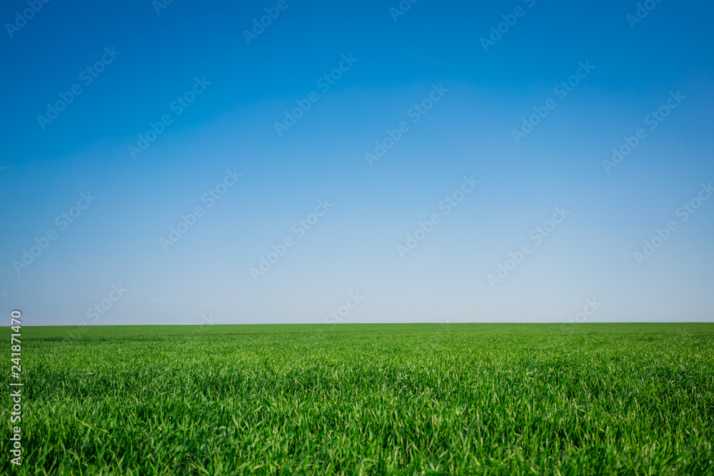 Green field and blue sky