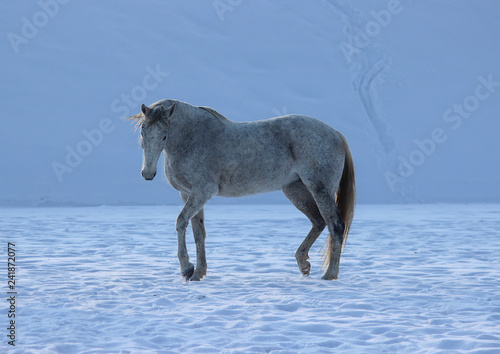 white spotted horse in the snow