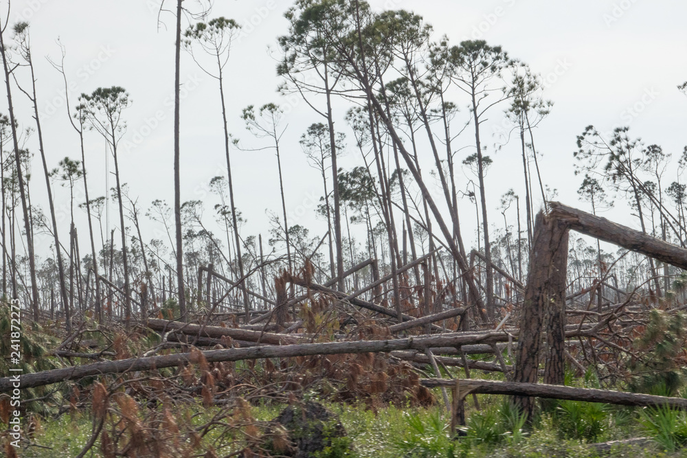 Forest of Trees Snapped Like Twigs on Gulf Coast in the Aftermath of Hurricane Michael Forest of Trees Snapped Like Twigs on Gulf Coast in the Aftermath of Hurricane Michael