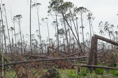 Forest of Trees Snapped Like Twigs on Gulf Coast in the Aftermath of Hurricane Michael © Lisa