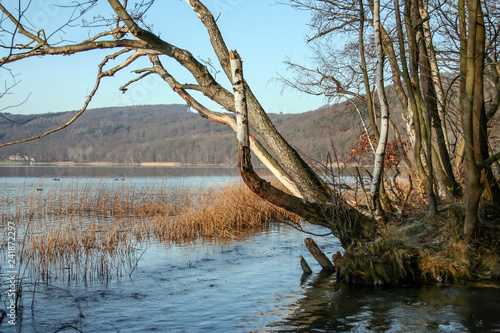 Old trees in the sunshine close to the shore of the lake Laacher See, located in Rheinland-Pfalz, photo