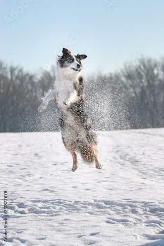 Border Collie dog playing and jumping in snow 