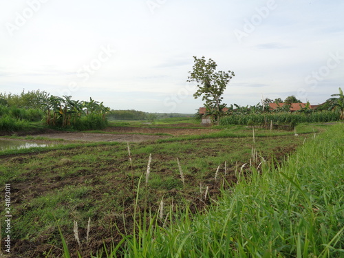 Beautiful Village In The Middle Of The Teak Forest