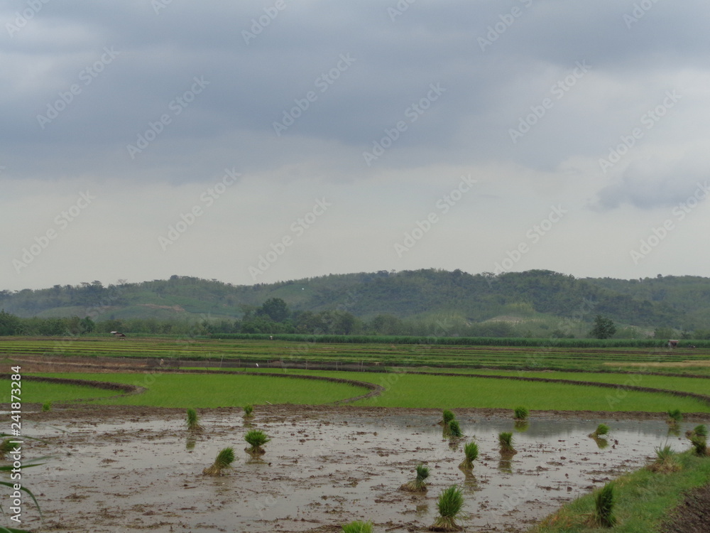Fototapeta premium Beautiful Village In The Middle Of The Teak Forest