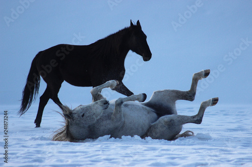 horses bathe in snow in winter