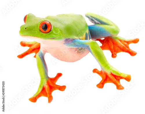 red eyed tree frog with big eyes. A beautiful rain forest animal from the jungle of Costa Rica and Panama isolated on a white background.