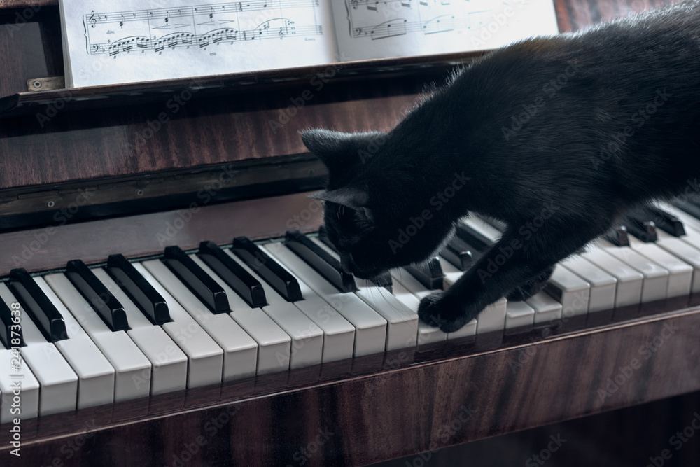 Støv asiatisk Glimte Cheerful black cat walks on the piano keys and tries to play the piano, the  cat studies the notes and playing a musical instrument. Stock-foto | Adobe  Stock