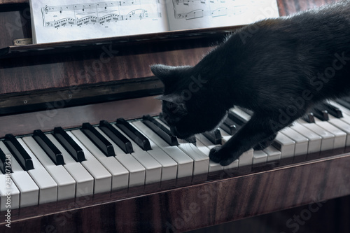 Cheerful black cat walks on the piano keys and tries to play the piano, the cat studies the notes and playing a musical instrument.