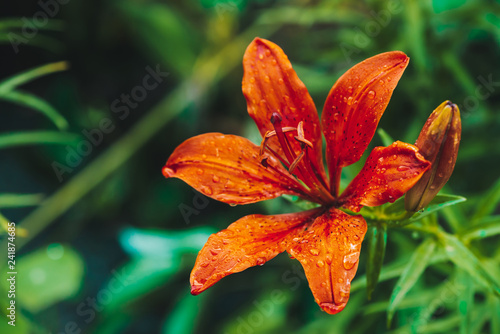 Beautiful red orange blooming lily in macro. Amazing picturesque flower close-up. Colorful plant on green background with copy space. European perfume flower with vivid petals. Big pistil and stamens.