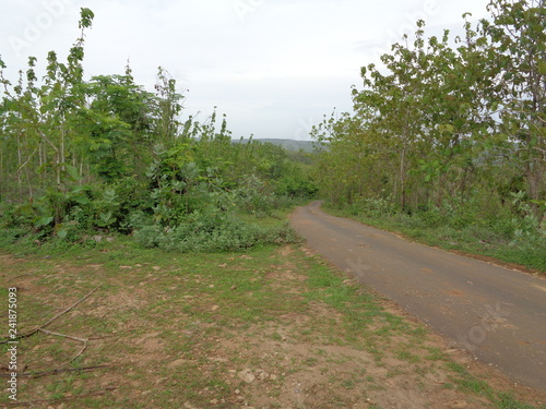 Beautiful Village In The Middle Of The Teak Forest