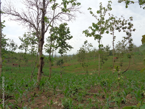 Beautiful Village In The Middle Of The Teak Forest