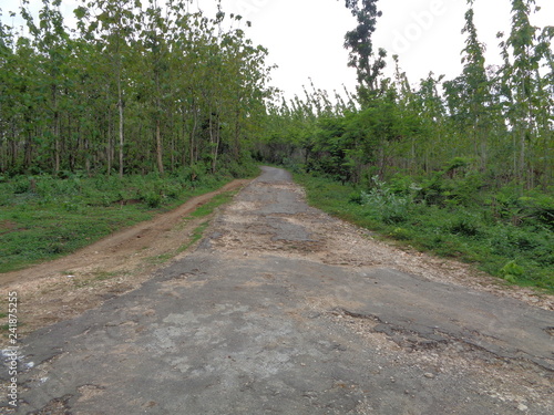 Beautiful Village In The Middle Of The Teak Forest