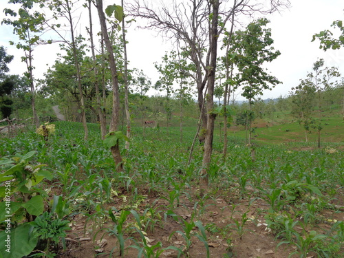 Beautiful Village In The Middle Of The Teak Forest
