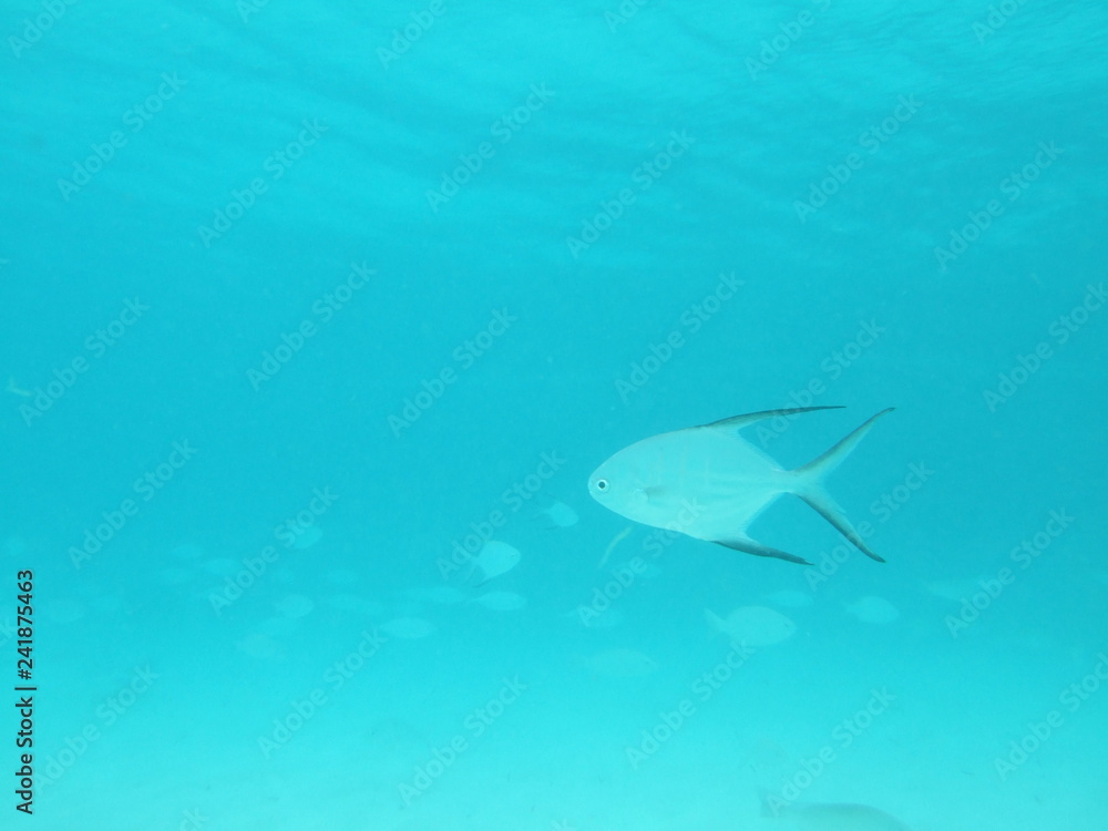 Mexico Cozumel Summer Under water Malinelife Pompano