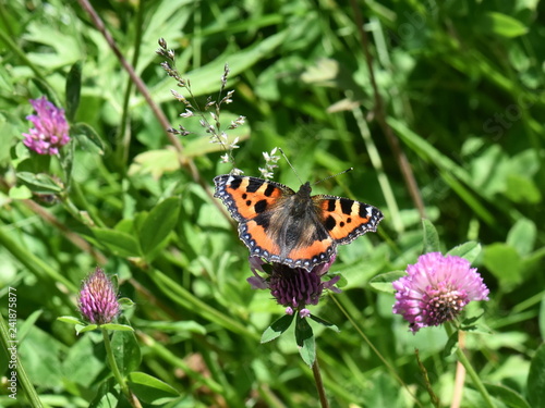 The Small Tortoiseshell butterfly Aglais urticae sitting in a field of clover