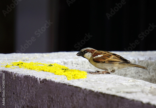 Cute Tiny Indian Sparrow