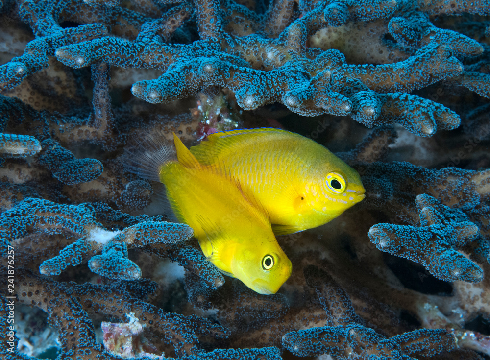 Yellow blenny and damselfish in coral Yellow blenny and damselfish in coral