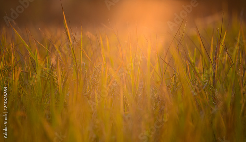 Beautiful Paddy rice field with sunlight.