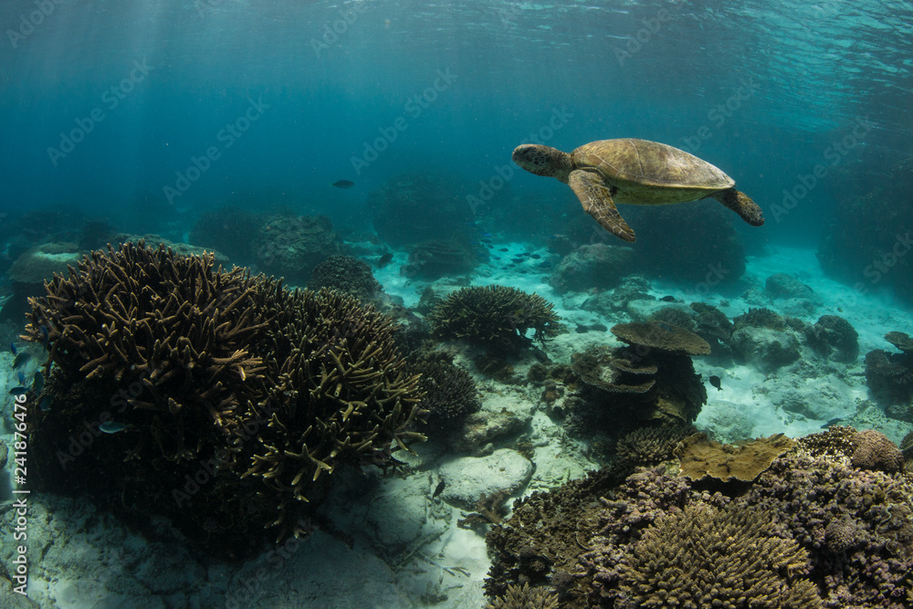 Fototapeta premium Sea turtle swimby on reef