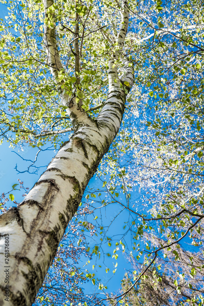 Fototapeta premium Birke und strahlend blauer Himmel