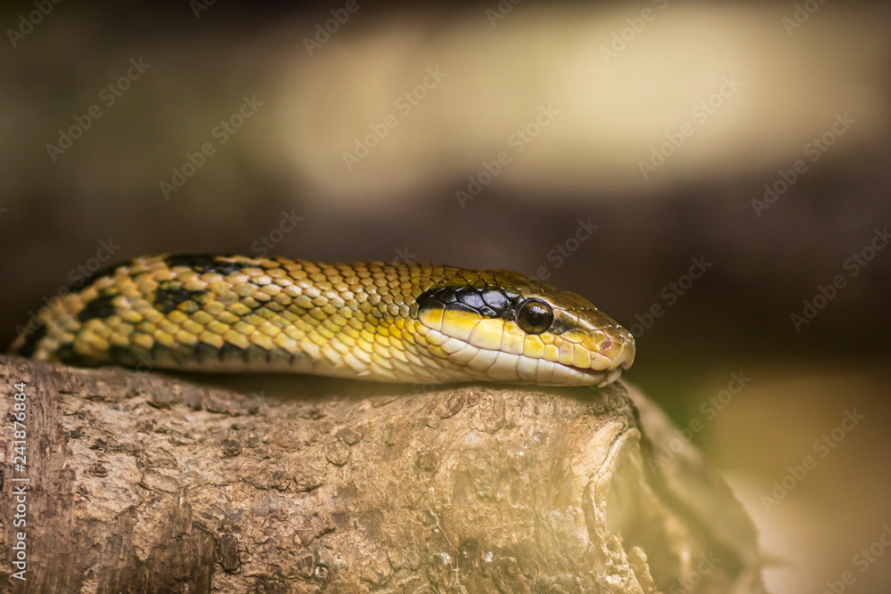 Fototapeta premium Beauty rat snake Orthriophis taeniurus