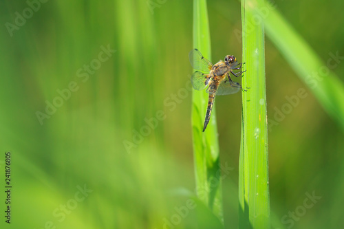 Close-up of a four-spotted chaser dragonfly insect, Libellula quadrimaculata © Sander Meertins