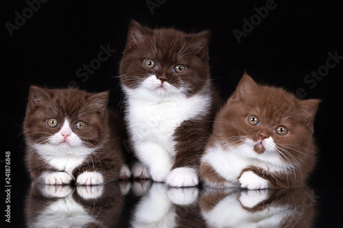Drei Kitten BKH Katzenkinder mit Spiegelbild