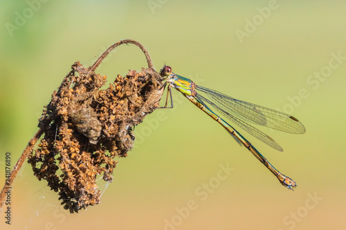 Detail closeup of a western willow emerald damselfly Chalcolestes viridis photo