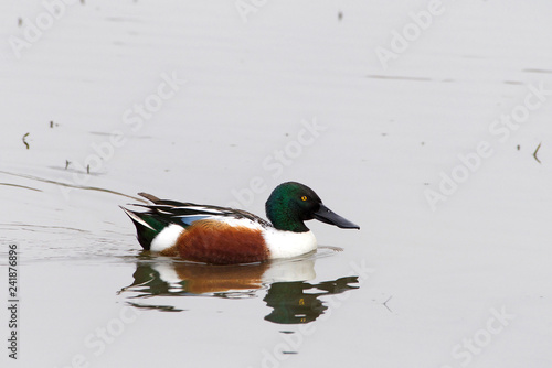a male Northern Shoveler duck swimming in shallow water. This species is unmistakable in the northern hemisphere due to its large spatulate bill.
