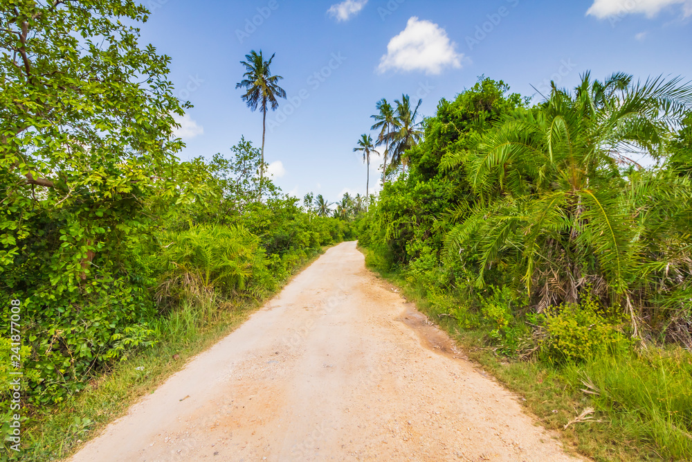 Tropical jungle forest with walking path and palm trees on a clear sunny day