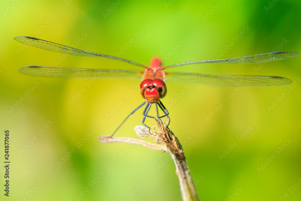 Closeup of a male red colored Ruddy darter (Sympetrum sanguineum) resting in sunlight in a meadow Closeup of a male red colored Ruddy darter (Sympetrum sanguineum) resting in sunlight in a meadow