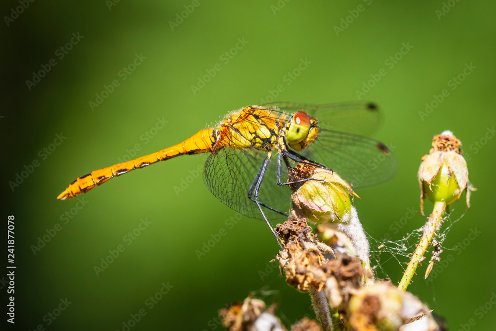Closeup of a female Ruddy darter (Sympetrum sanguineum) resting in sunlight in a forest Closeup of a female Ruddy darter (Sympetrum sanguineum) resting in sunlight in a forest