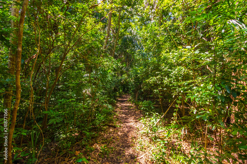 Jungle forest Jozani Chwaka Bay National Park  Zanzibar  Tanzania