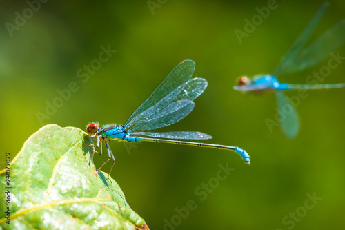 Closeup of a small red-eyed damselfly Erythromma viridulum perched in a forest