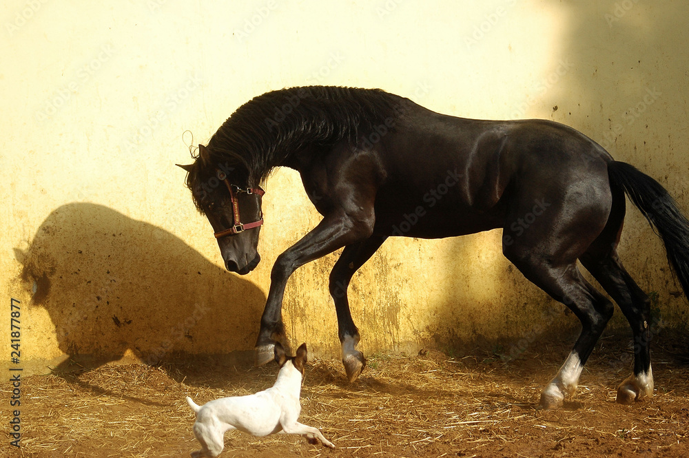 Fototapeta premium black stallion with long mane